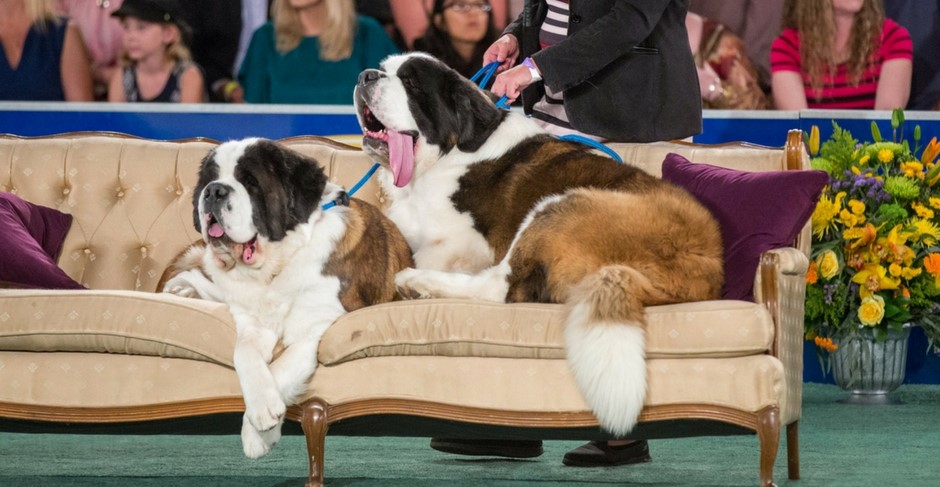 Finally, a Televised Dog Show Just For Rescue Dogs! | Modern Dog magazine